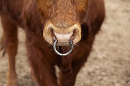 A brown cow standing with a metal ring around its mouth, commonly known as a nose ring. The cow appears calm and is in a field or pasture. The ring is used for leading or controlling the cow.