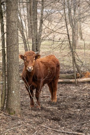 A brown cow is standing next to a tree in a forest, surrounded by green foliage and branches. The cow is looking around curiously, with its ears perked up. The scene captures a peaceful moment of a