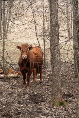 Téléchargez les photos : Une vache brune est capturée debout au milieu d'une forêt dense. La vache se tient debout parmi les arbres, regardant autour de l'environnement naturel. - en image libre de droit