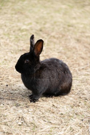 Un conejo negro está posado sobre un parche de hierba seca en un campo, su pelaje se mezcla con los tonos terrosos. El conejo aparece alerta, con las orejas erguidas, posiblemente vigilando a los depredadores o buscando comida.