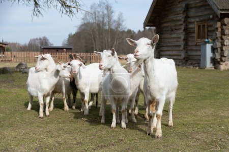 Eine Gruppe Schafe, darunter Lämmer und Mutterschafe, stehen und grasen auf einer lebhaften grünen Wiese. Die Tiere sind über die Graslandschaft verstreut und knabbern gemächlich an der üppigen Vegetation.