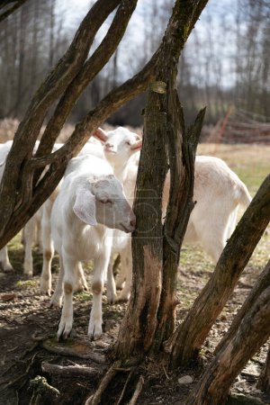 Una manada de ovejas, blancas y esponjosas, de pie muy juntas en un campo herboso. Algunos están pastando en la hierba mientras que otros están mirando a su alrededor. El sol brilla brillantemente sobre la cabeza, iluminando la