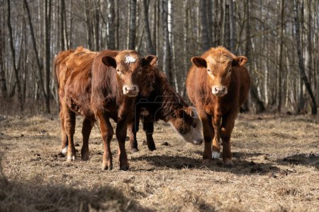 Dos vacas pardas están paradas una al lado de la otra en un bosque denso. Las vacas rumian y observan su entorno en el hábitat natural del bosque.