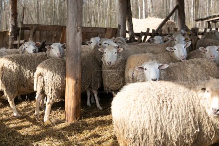 Un grupo de ovejas se reunió estrechamente, de pie lado a lado en un campo. Las ovejas miran tranquilamente a su alrededor, sus abrigos lanudos se mezclan en una masa suave y blanca.
