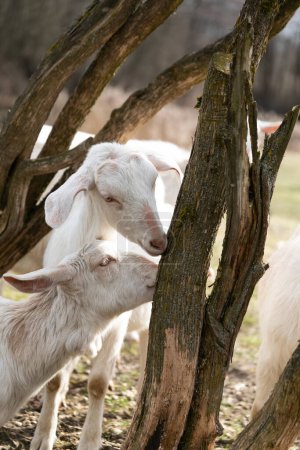 A pair of goats are seen standing next to a tree. The goats appear curious and attentive, their fur blending with the natural surroundings. They are both looking in different directions, probably on