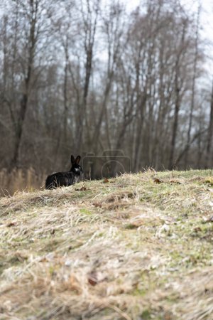 A dog is calmly sitting on a grassy hill surrounded by dense trees in a forest setting. The canine appears alert, looking around the wooded area while enjoying the outdoor environment.