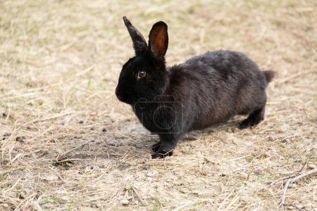 A small black rabbit is seen standing alert on a dry grass field. The rabbits fur blends in with the earthy tones of the surroundings, showcasing its camouflaging abilities.