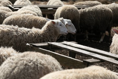 Un grupo de ovejas se reunió, de pie uno al lado del otro en un campo. Las ovejas están mirando en la misma dirección, posiblemente pastando o descansando. La manada exhibe unidad y cohesión como