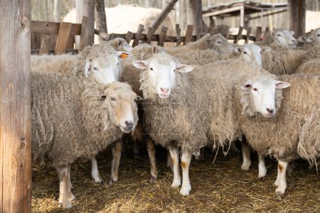 A large group of sheep is gathered closely together, standing side by side in a unified formation. The sheep are evenly spaced and appear calm and content within their flock.