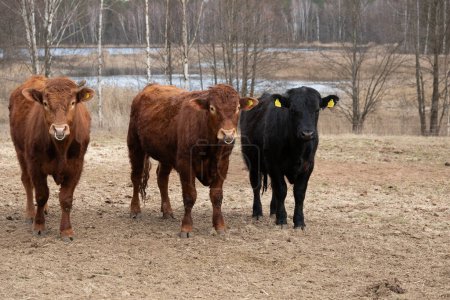 Eine Gruppe Rinder, darunter Kühe und Stiere, stehen zusammen auf einer trockenen Wiese. Die Tiere grasen und scheinen unter der Sonne auf freiem Feld zu ruhen.