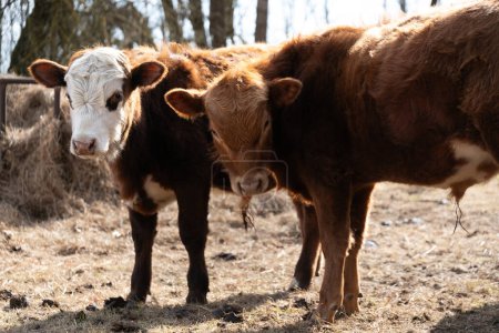 Téléchargez les photos : Une paire de vaches, une noire et une brune, se tiennent côte à côte dans un champ vert luxuriant. Les vaches ont de grands yeux doux et paissent tranquillement sur l'herbe qui les entoure. La scène paisible capture - en image libre de droit