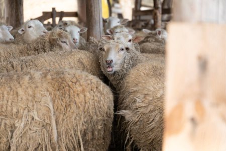 Eine Gruppe Schafe gruppiert sich nebeneinander auf einem Feld. Die Schafe blicken alle in die gleiche Richtung, einige schauen neugierig in die Runde. Ihre flauschigen weißen Mäntel stehen im Kontrast zu