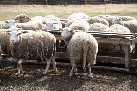A group of sheep stands closely packed next to each other in a field. The sheep are of various sizes and colors, with their fluffy coats forming a dense cluster. Some of them are grazing while others
