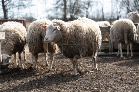 Eine Gruppe Schafe steht auf einem ausgedehnten, trockenen Grasfeld. Die Schafe sind dicht gedrängt und weiden auf der kargen Vegetation des trockenen Geländes..