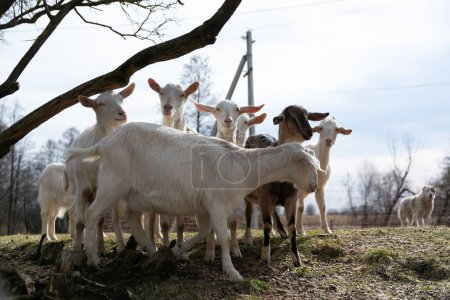 A group of goats are standing together on a field covered in green grass. The goats are scattered across the field, grazing and observing their surroundings.