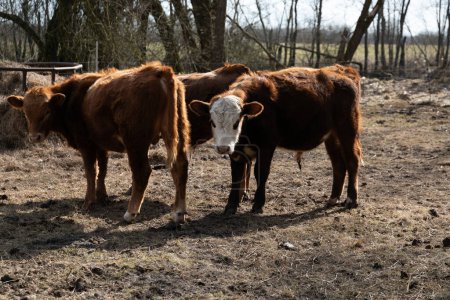 Deux vaches brunes se tiennent debout au-dessus d'un champ d'herbe sèche. Les vaches pâturent et se déplacent dans le champ sous le ciel clair.