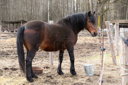 Un cheval brun est représenté debout à côté d'une clôture en bois robuste dans un champ herbeux. Le cheval semble calme et alerte, les oreilles piquées vers l'avant. La clôture en bois est altérée et montre des signes d'usure.