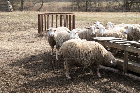 A group of sheep is gathered on a parched grass field, standing closely together. The sheep stand still, grazing on the grass, with some looking around. The dry and brown grass surrounds the herd