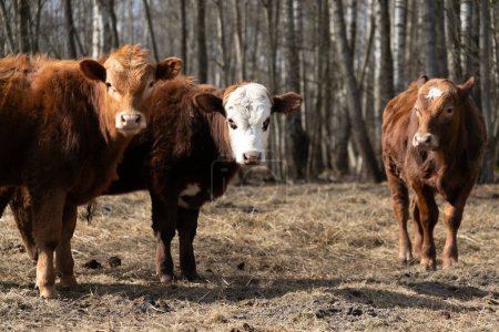 Un groupe de bovins, connu sous le nom de troupeau, se tient debout sur un champ couvert d'herbe sèche. Les vaches pâturent et se déplacent, créant une scène d'activité agricole.