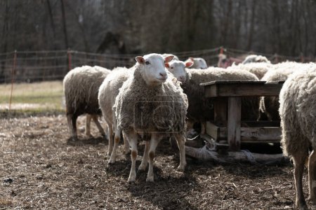 Un grupo de ovejas se reunieron en un campo de hierba estéril, todos parados y mirando a su alrededor. La hierba seca debajo de sus cascos añade una sensación rústica a la escena.