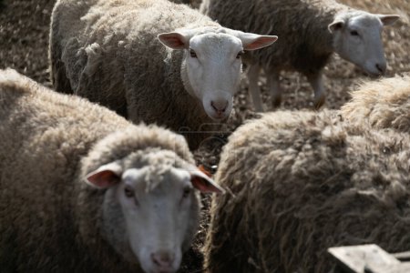 Un groupe de moutons se tenant l'un à côté de l'autre dans un champ, montrant leurs manteaux laineux et leur présence en tant que groupe collectif. Les moutons semblent brouter et socialiser les uns avec les autres dans ce
