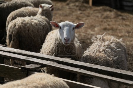 Dicht an dicht gruppierte sich eine Gruppe Schafe, die nebeneinander auf einem Feld standen. Die Schafe grasen und starren umher, zeigen ihre wolligen Mäntel und flauschigen Schwänze.