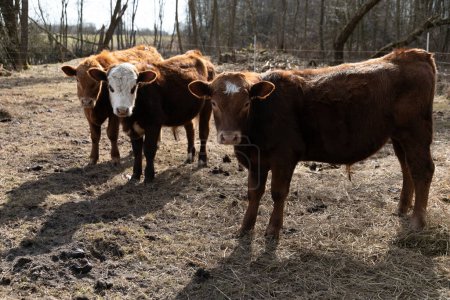 Several brown cows are standing together on a dry grass field. The cows are grazing and looking around the field under the clear sky.