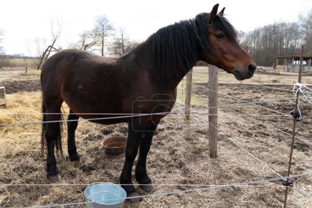 Un cheval brun se tient à côté d'une clôture métallique dans un champ herbeux. Le cheval semble alerte et regarde au loin, tandis que la clôture métallique le sépare de la zone environnante.