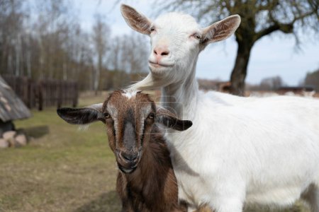 Two goats, one brown and one white, are standing next to each other in a grassy field. They appear calm and are looking around their surroundings. The goats are enjoying the open space and fresh air.