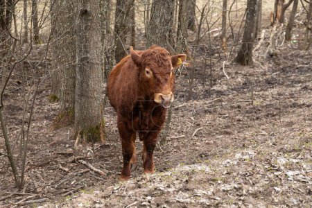 Téléchargez les photos : Une vache brune se tient au milieu d'une forêt dense, entourée d'arbres et de feuillages. La vache semble pâturer sur le sol herbeux, avec une expression curieuse sur son visage. - en image libre de droit