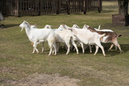 A herd of goats is slowly making their way across a vibrant green field, their hooves gently treading on the grass. The goats are moving together, following a leader, as they graze on the lush pasture