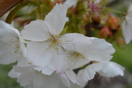 White flowers in bloom