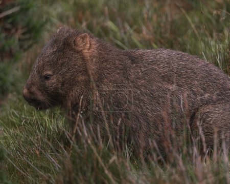 Photo pour Young wombat on a national park of Tasmnia, in Australia. Close up. Photographed in the wild - image libre de droit