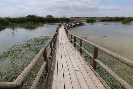 Parc naturel El Hondo, Crevillente, Alicante, Espagne, 18 avril 2024 : Des passerelles en bois traversent les lagunes du parc naturel El Hondo