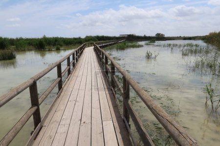Parc naturel El Hondo, Crevillente, Alicante, Espagne, 18 avril 2024 : Passerelle en bois qui traverse l'une des lagunes du parc naturel El Hondo