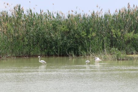 Parc naturel El Hondo, Crevillente, Alicante, Espagne, 18 avril 2024 : Groupe de grues dans l'une des lagunes du parc naturel El Hondo