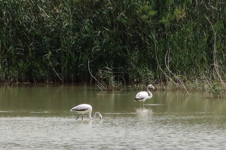 El Hondo Natural Park, Crevillente, Alicante, Spain, April 18, 2024: Two cranes in one of the lagoons of the El Hondo natural park