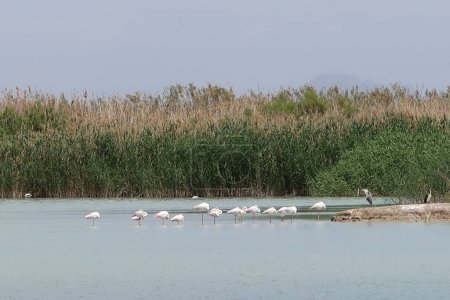 Parc naturel El Hondo, Crevillente, Alicante, Espagne, 18 avril 2024 : Groupe d'oiseaux dans l'une des lagunes du parc naturel El Hondo