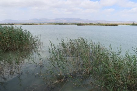 Parc naturel El Hondo, Crevillente, Alicante, Espagne, 18 avril 2024 : Végétation dans l'une des lagunes du parc naturel El Hondo