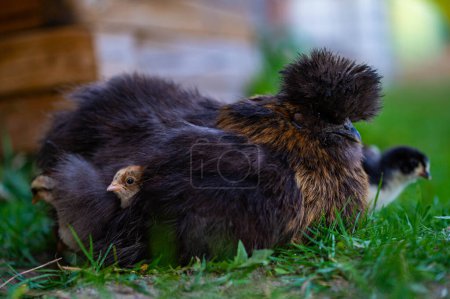 Photo for Hen with baby chicks outside on the grass. A chick are hiding under the hen. - Royalty Free Image