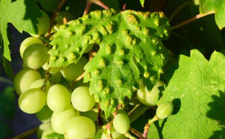 Téléchargez les photos : Eriophyes vitis est une espèce d'acariens du genre Eriophyes infectant les feuilles de raisin (Vitis vinifera). L'alimentation des acariens produit ce qui semble être des ampoules sur la surface supérieure des feuilles de raisin. - en image libre de droit