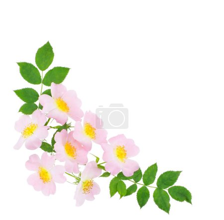 Foto de Flores de rosa mosqueta con hojas aisladas sobre fondo blanco. Arreglo floral de esquina. Copiar espacio. Rosa rubiginosa (cerda dulce, rosa azucarada, cerda dulce o eglantina)). - Imagen libre de derechos