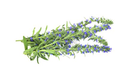 Téléchargez les photos : Brindilles en fleurs avec des fleurs bleues isolées sur un fond blanc. Echium vulgare, connu sous le nom de bugloss de vipère et d'asclépiade. - en image libre de droit