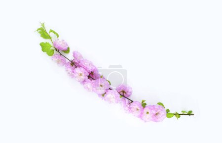 Branch with pink flowers isolated on a white background. Prunus triloba blossom ( flowering plum, flowering almond).