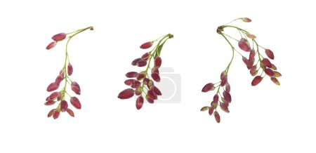 Twigs with red barberry berries isolated on white background. Design elements