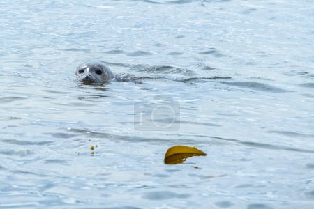 Un jeune phoque commun mignon nageant. Ytri Tunga Beach - Côte de la mer du Nord, Islande