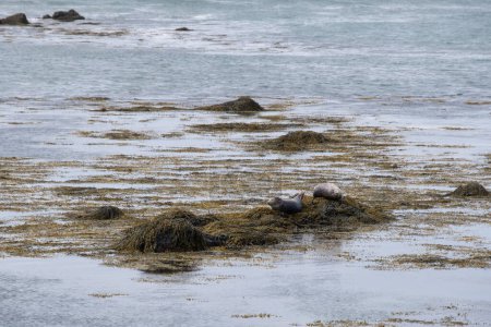 Harbor seals relaxing on the seaweed in Iceland. Ytri Tunga Beach - North Sea Coast