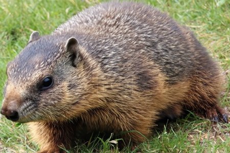 Foto de Marmota. A Groundhog (Marmota monax) under a holly bush. Raleigh, Carolina del Norte. Enfoque selectivo en la marmota en primer plano. Día de la Marmota. 2 de febrero. 2024. - Imagen libre de derechos