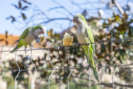 Papagei. Argentinischer Papagei beim Fressen an einem Geländer im Freien mit Kopierraum. Ein Paar argentinische Papageien, die an den Ästen eines Baumes hängen und flattern. Vogel in einem Park in Barcelona. Stadt in Spanien. Foto.