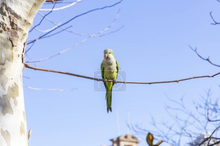 Papagei. Argentinischer Papagei beim Fressen an einem Geländer im Freien mit Kopierraum. Ein Paar argentinische Papageien, die an den Ästen eines Baumes hängen und flattern. Vogel in einem Park in Barcelona. Stadt in Spanien. Foto.